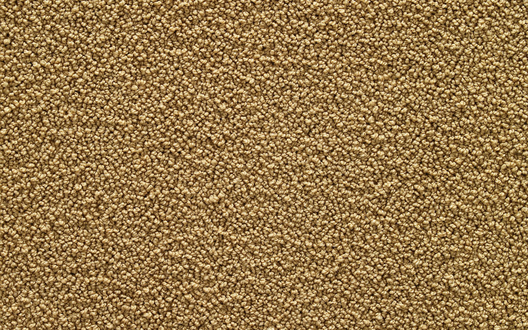 641 Inizio IZ34 Golden Wheat